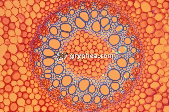 Racine d'Asperge - Cylindre central CT LPA x25 - gryphea.com